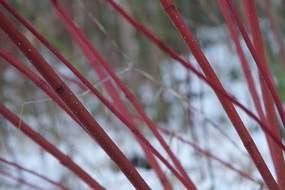 Cornus bark